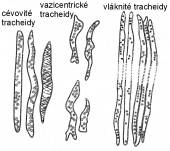 tracheidy listnáčů